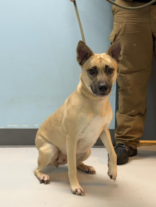 YOYO - Shepherd available for adoption