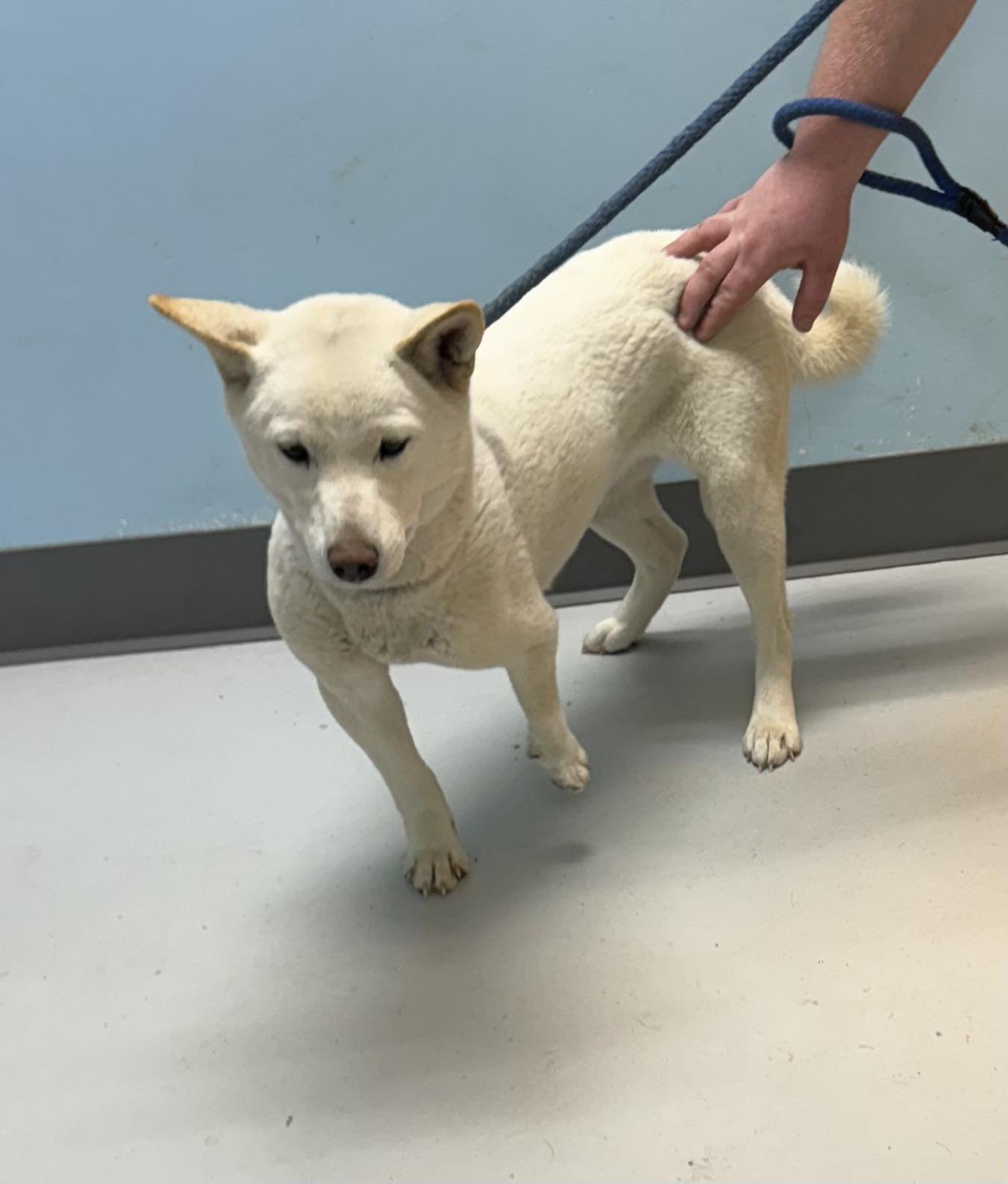 YUKI - Shiba Inu available for adoption