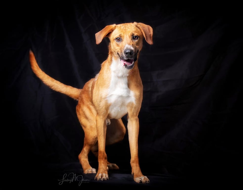 Oliver Image