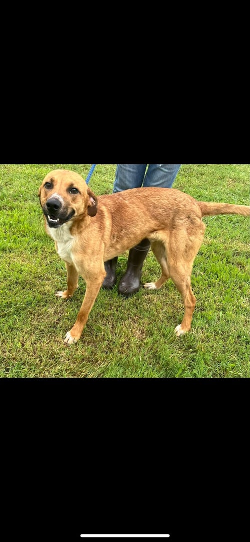 OLIVER - Hound / Golden Retriever available for adoption