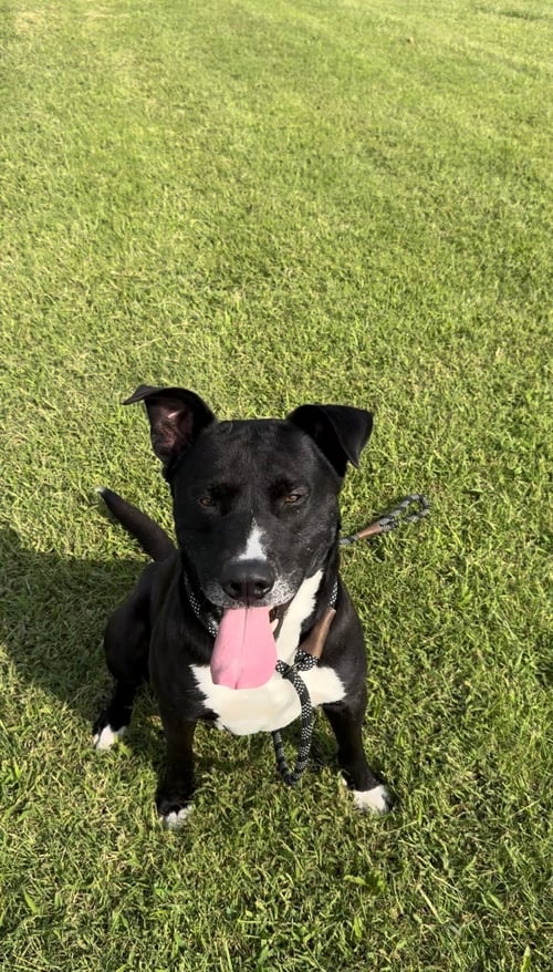 CHANCE - American Bulldog / Labrador Retriever available for adoption