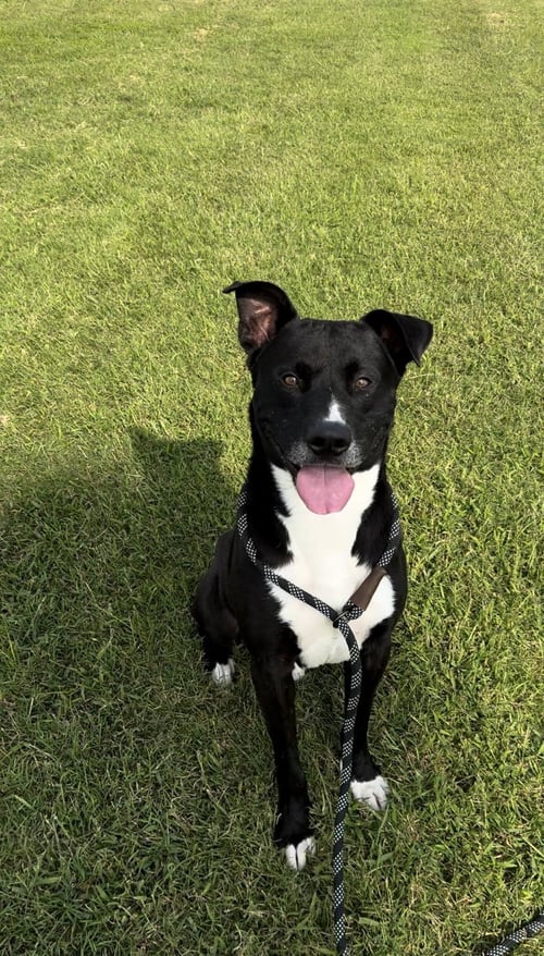 CHANCE - American Bulldog / Labrador Retriever available for adoption