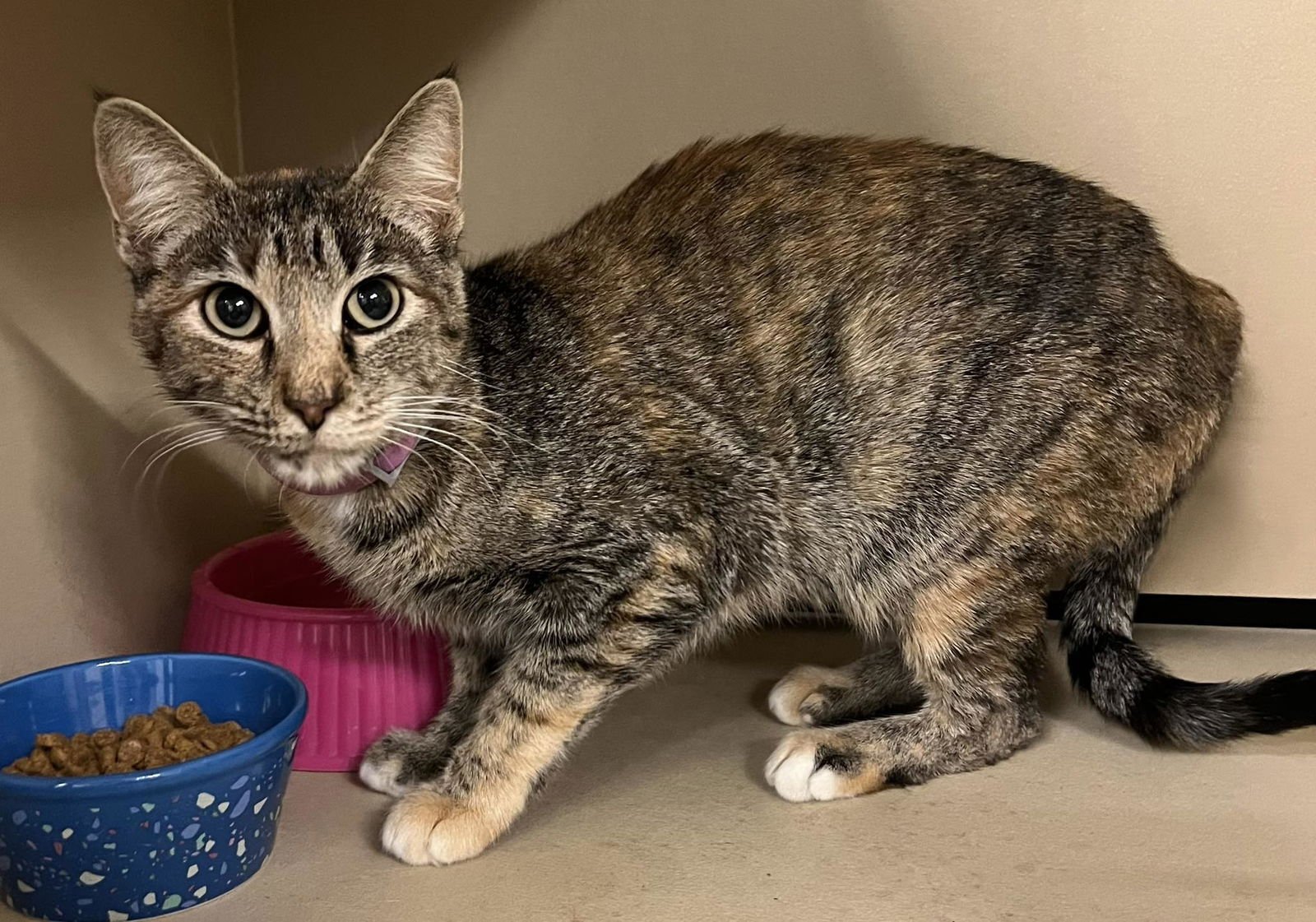 GIDGET - Domestic Short Hair available for adoption