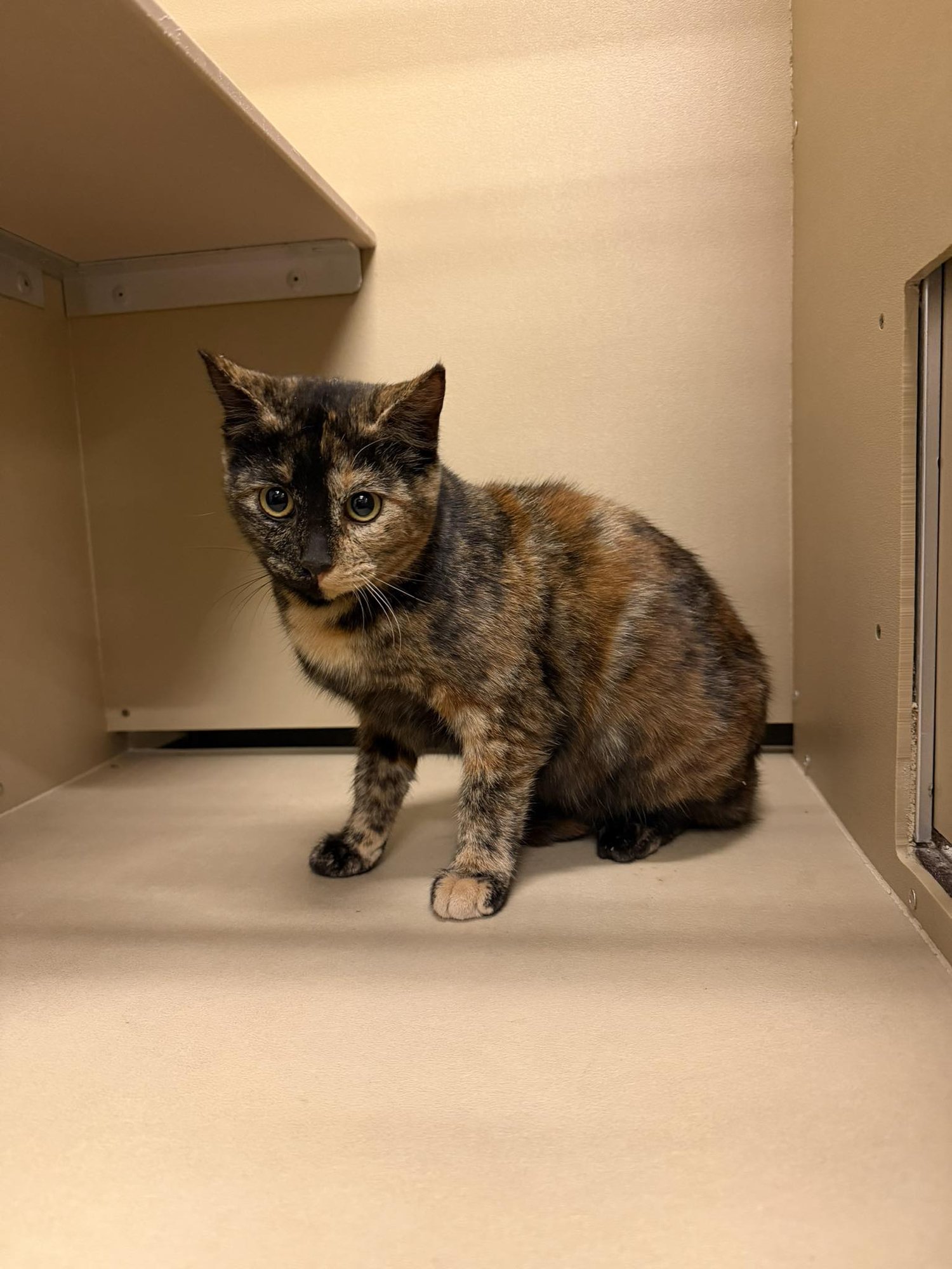 DELILAH - Domestic Short Hair available for adoption