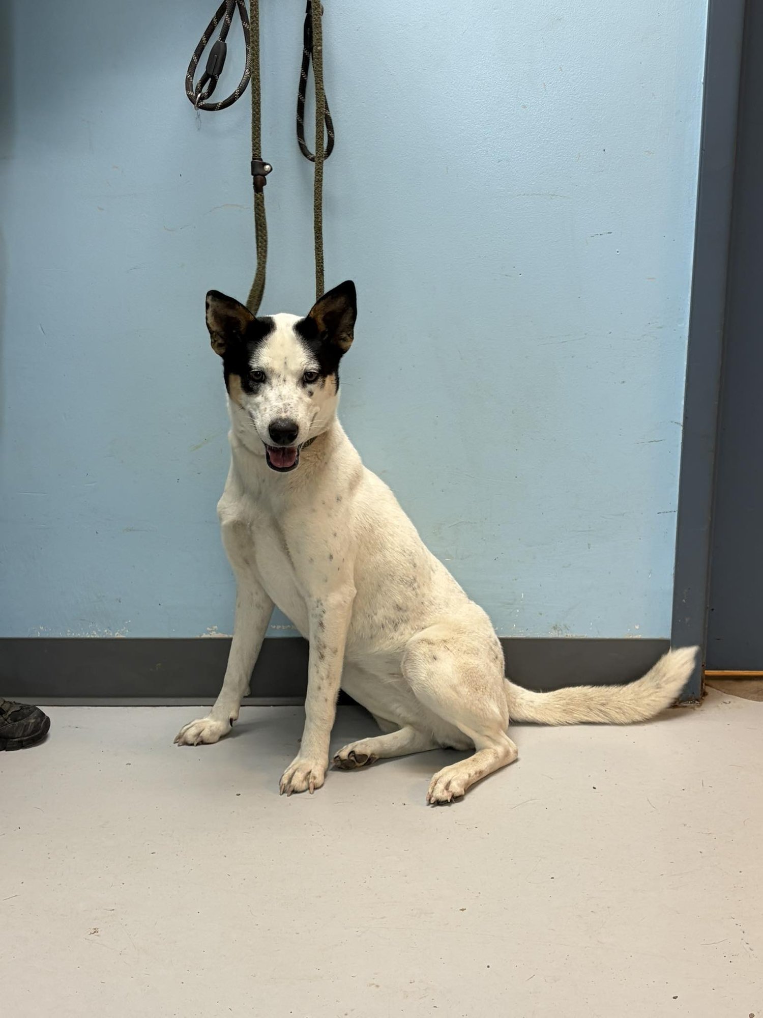 HARPER - Australian Cattle Dog/Blue Heeler available for adoption