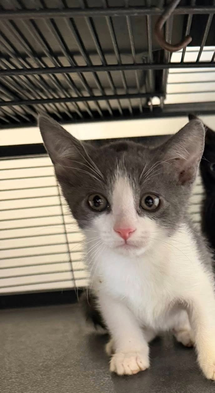 MIA - Domestic Short Hair available for adoption