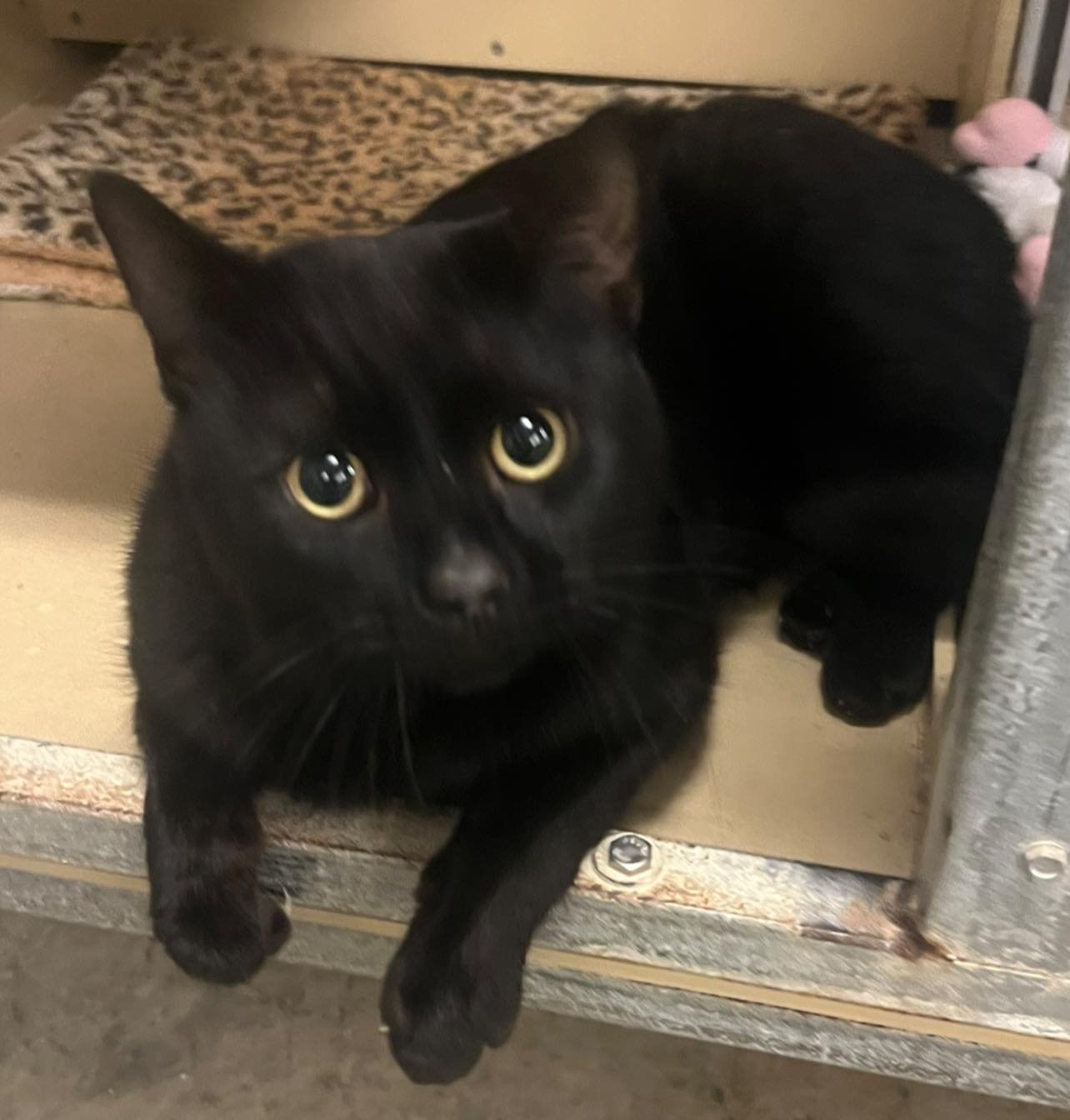 BILLY - Domestic Short Hair available for adoption