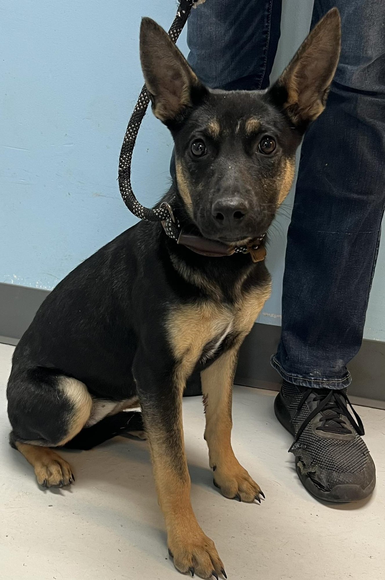 SNOWBALL - German Shepherd Dog available for adoption