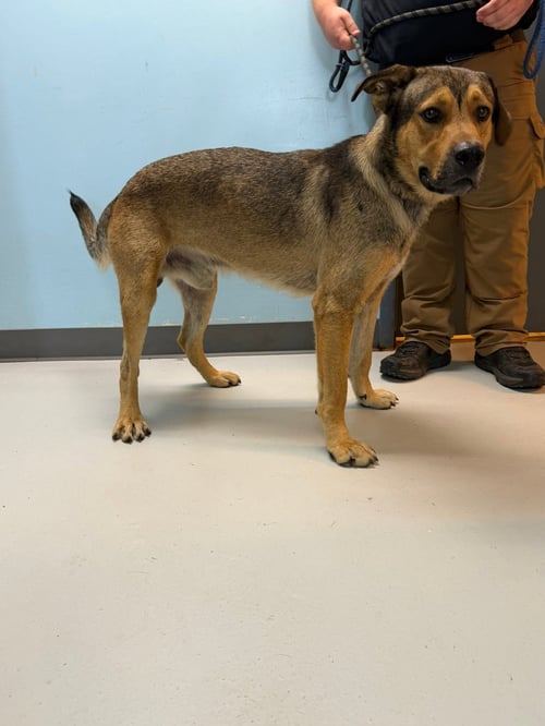 MAVERICK - German Shepherd Dog available for adoption