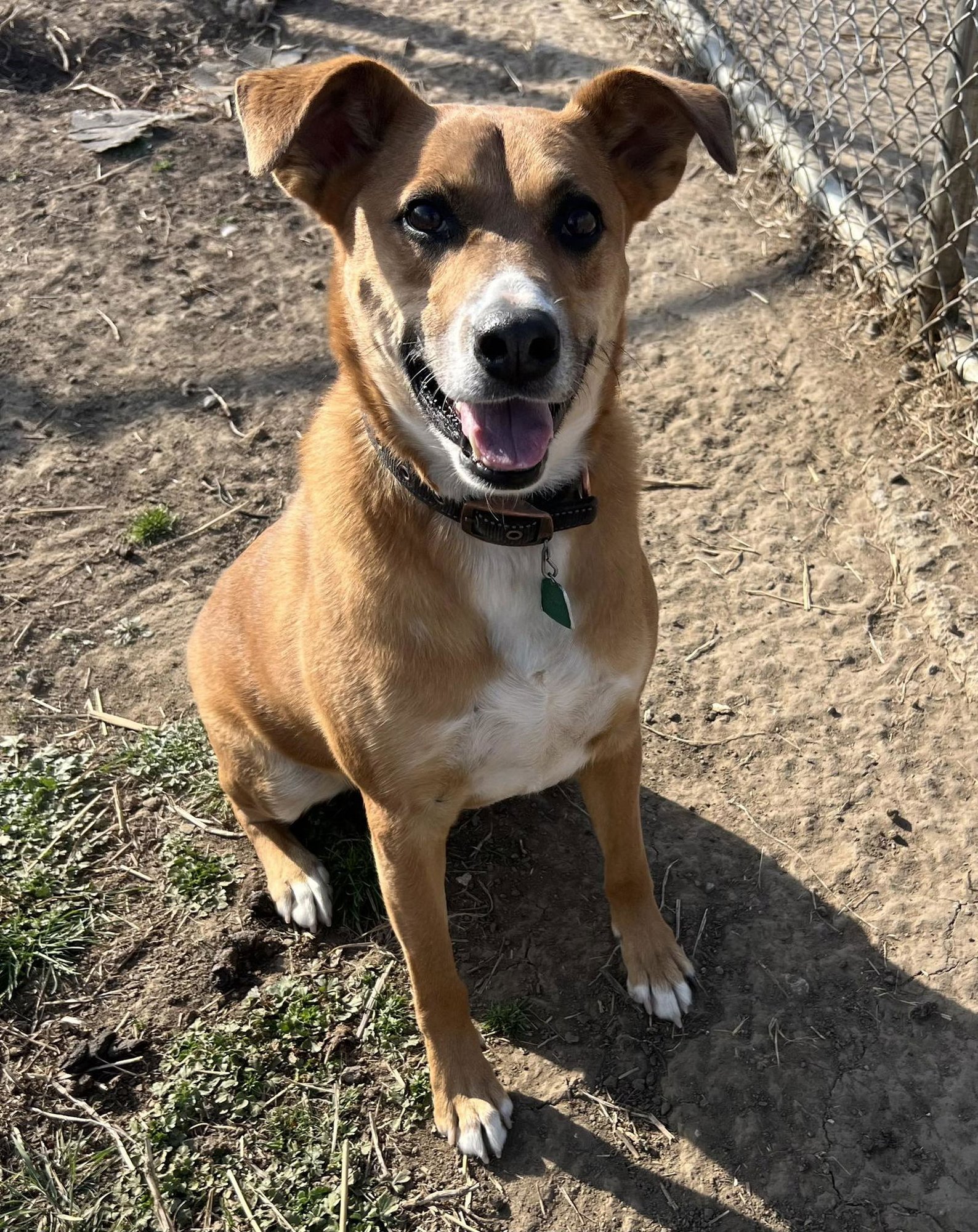 GUNNER - Feist available for adoption