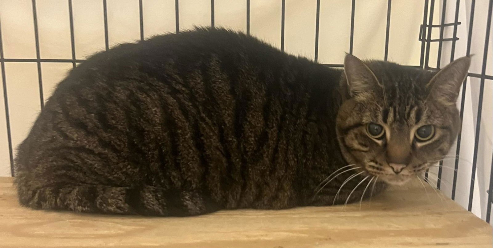 BUBBA - Domestic Short Hair available for adoption