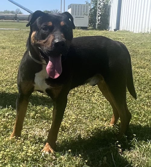 ASHER - Rottweiler available for adoption