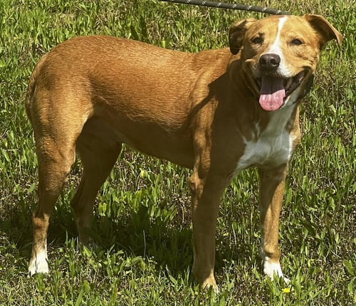 WILLOW - American Bulldog available for adoption