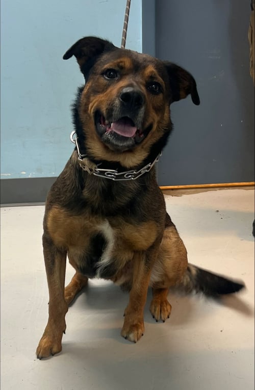 FRANZ - German Shepherd Dog available for adoption