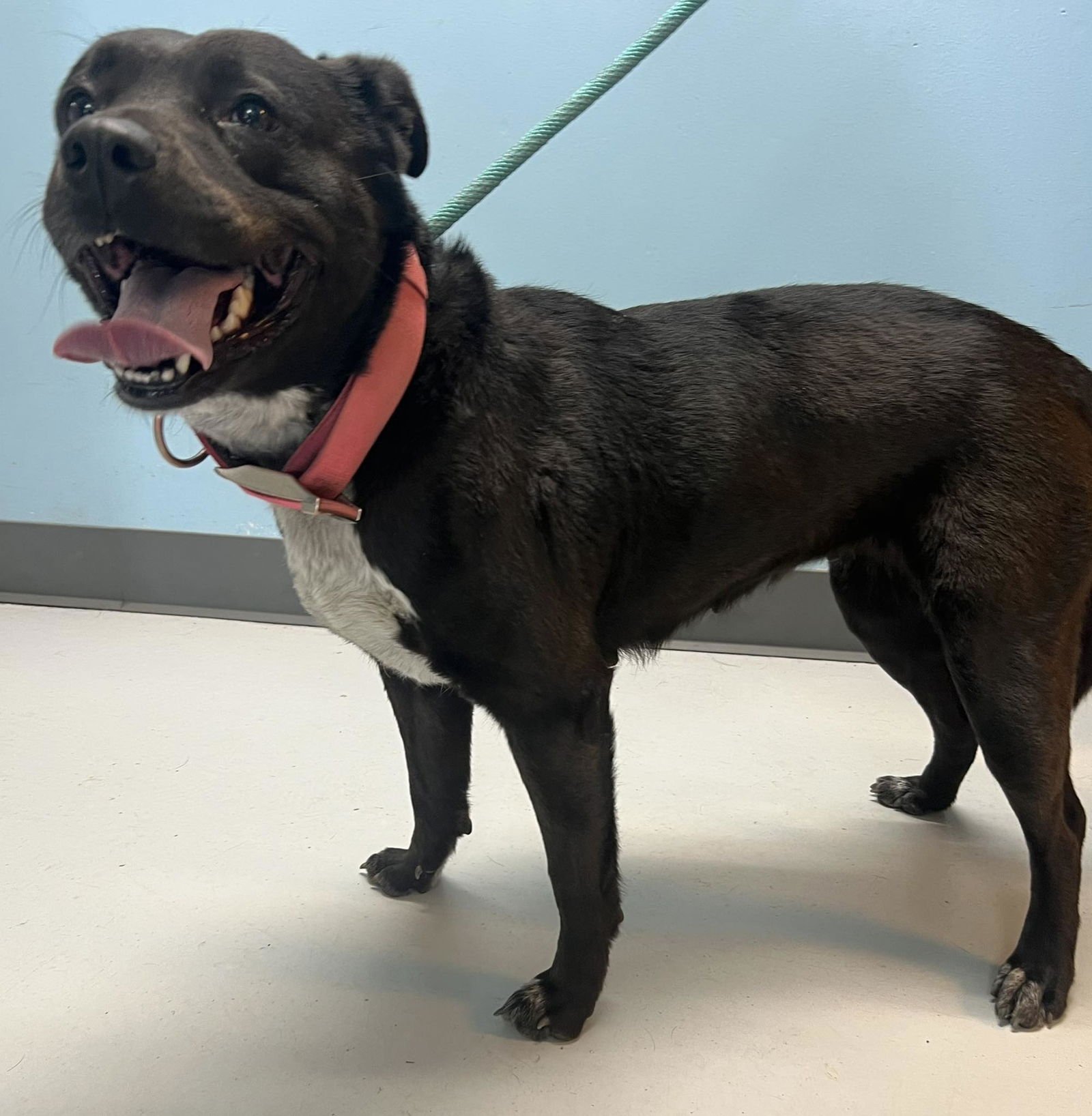 BOO - Rottweiler / Shepherd available for adoption