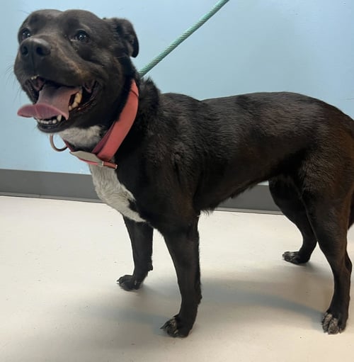 BOO - Rottweiler / Shepherd available for adoption