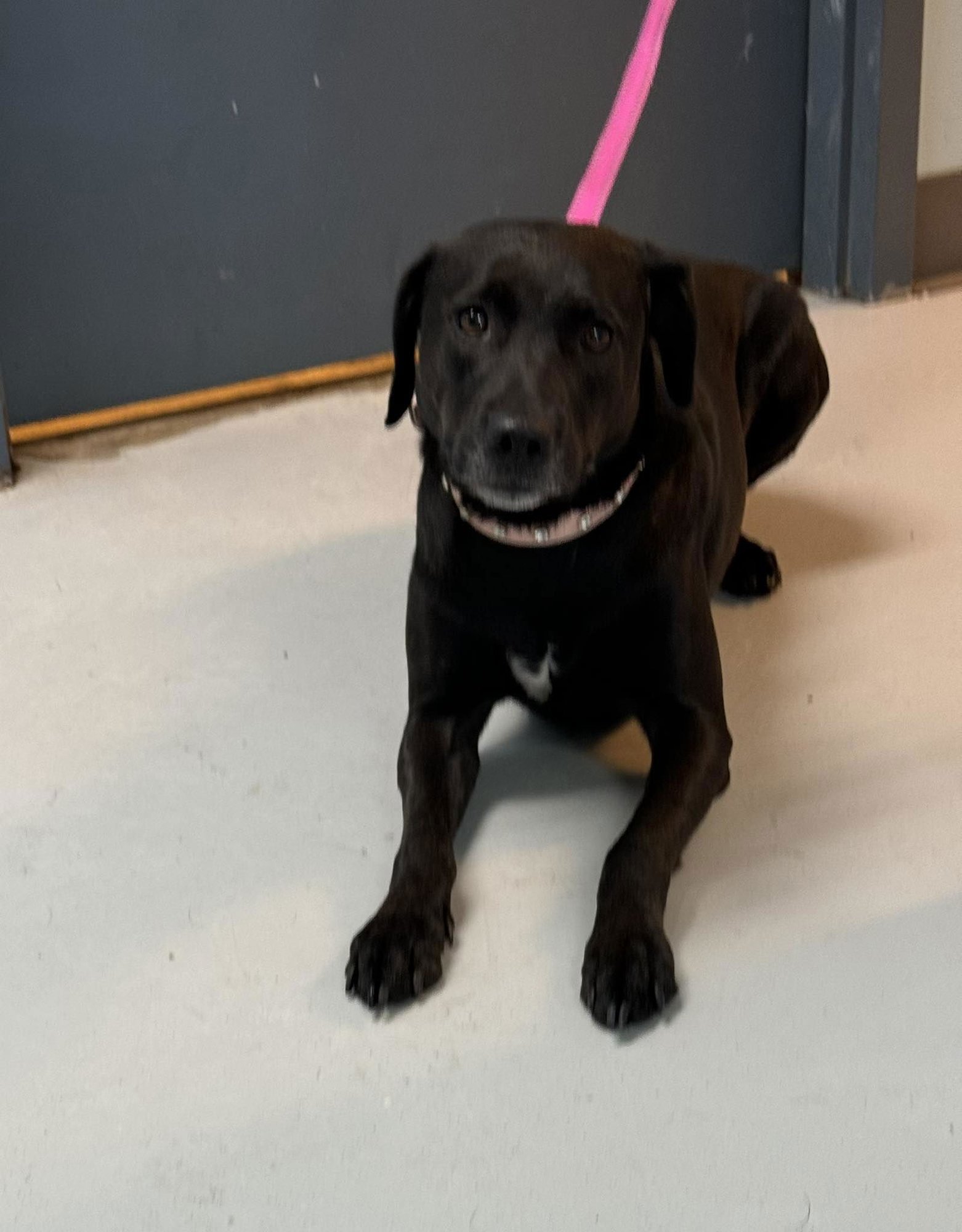 LAYLA - Labrador Retriever available for adoption