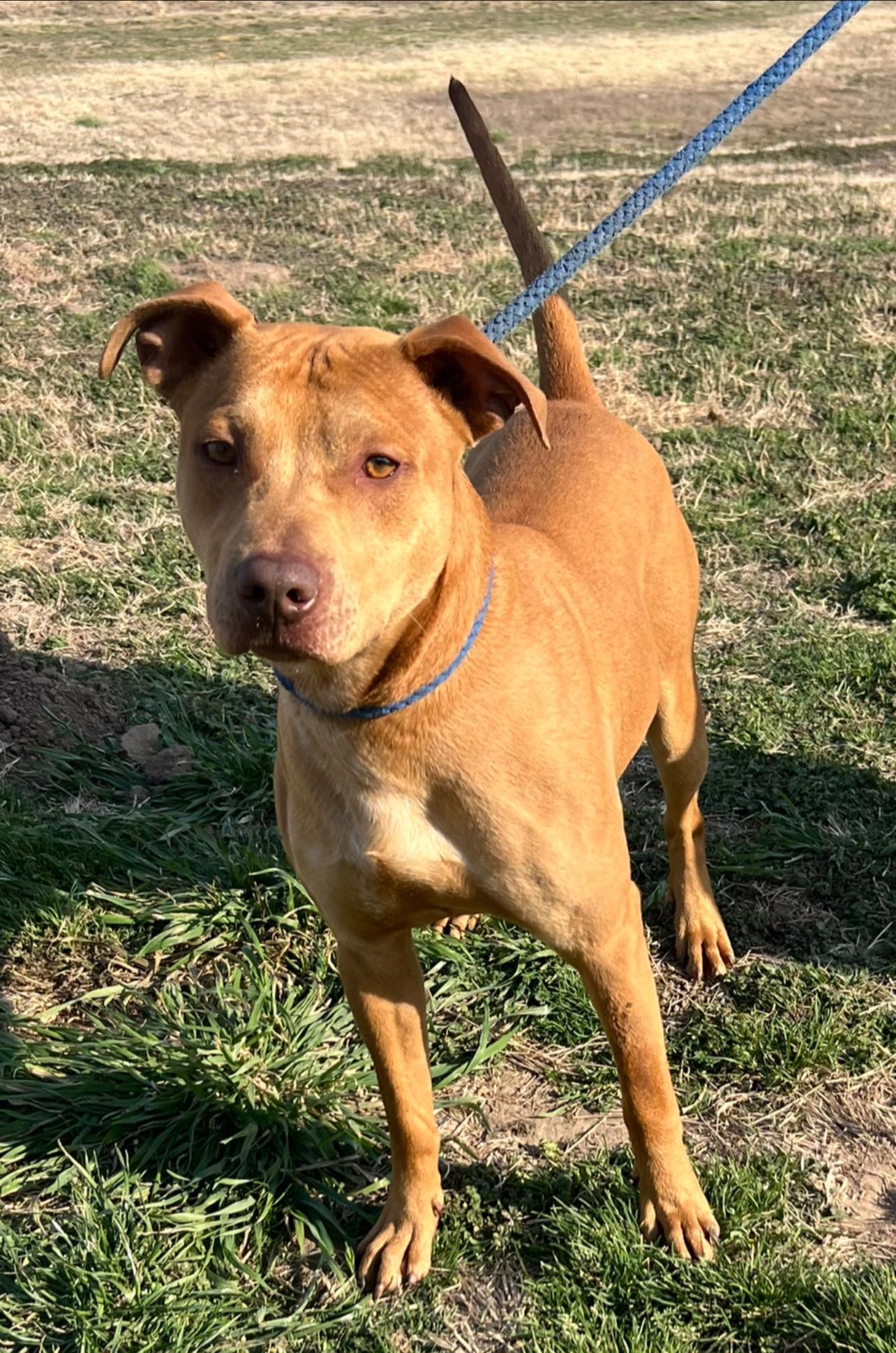 ROSCOE - Pit Bull Terrier available for adoption
