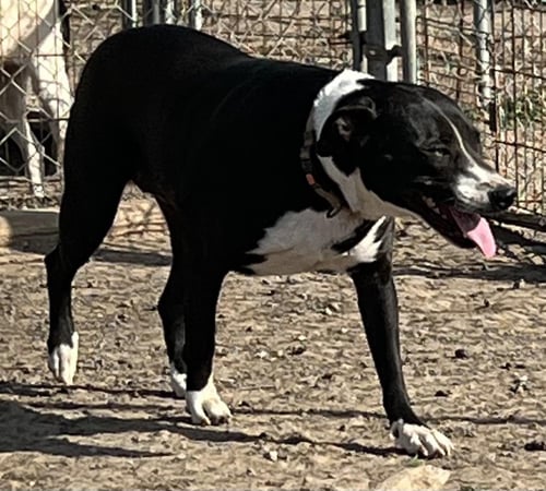 LUCY - Border Collie / Pit Bull Terrier available for adoption