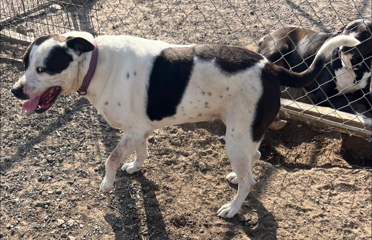 ETHEL - Border Collie / Pit Bull Terrier available for adoption