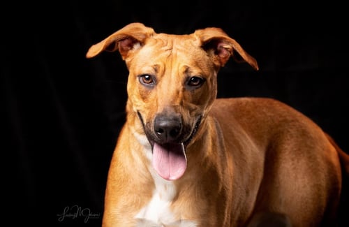 BAMBI - Black Mouth Cur available for adoption