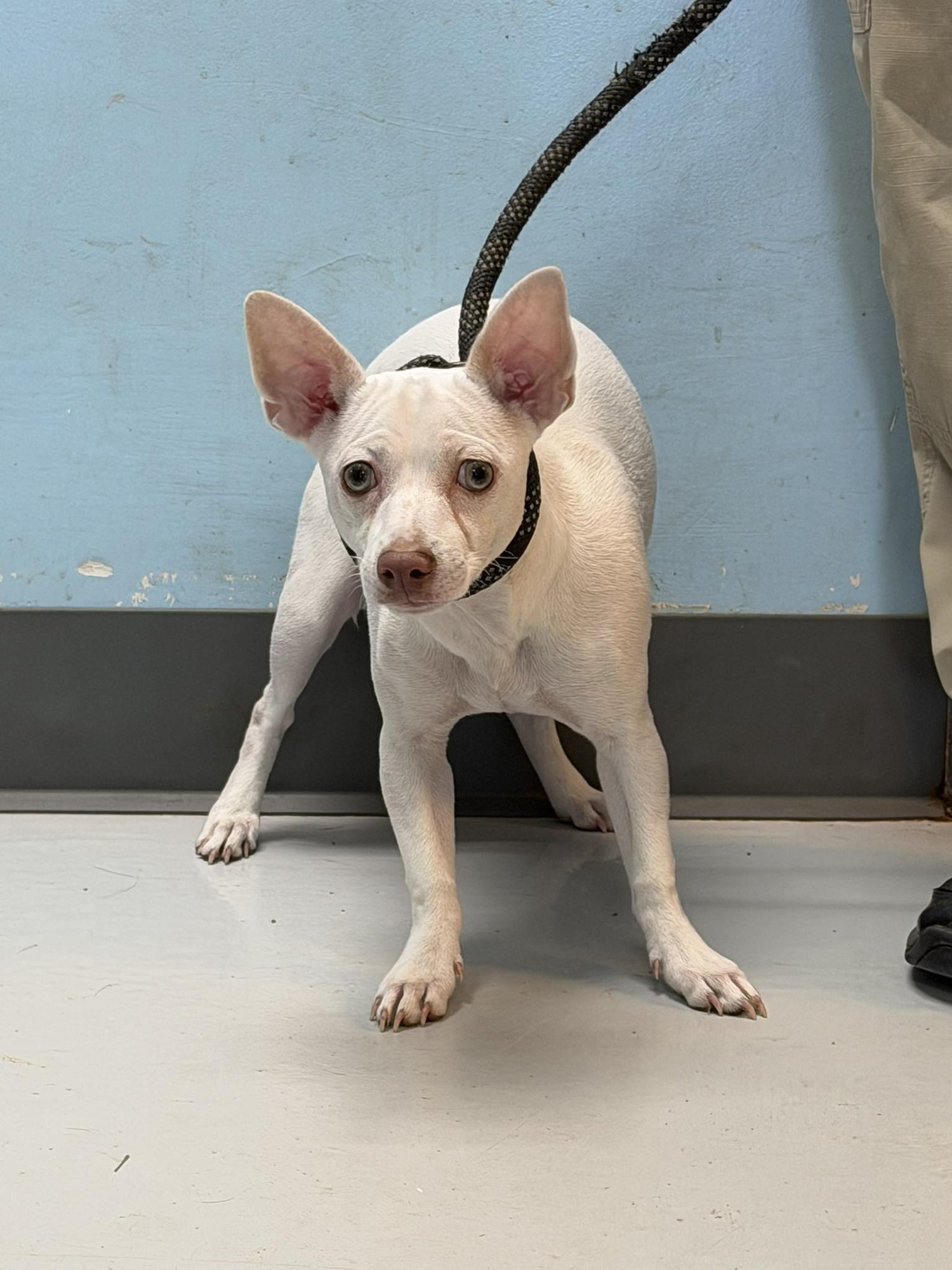 BIANCA - Chihuahua available for adoption