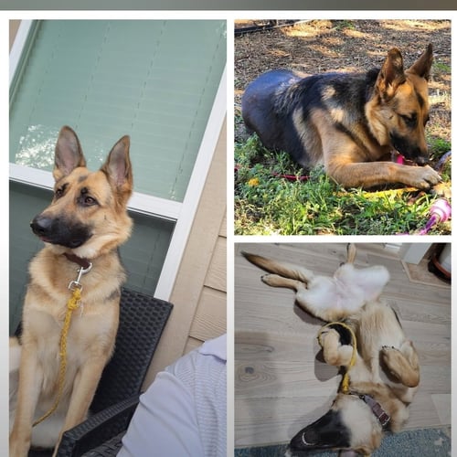 MIA H GDP - German Shepherd Dog available for adoption