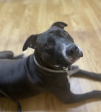 Scarlett GDP - Photo 1