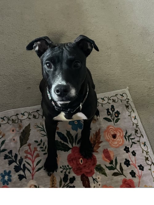 SCARLETT GDP - Pit Bull Terrier available for adoption
