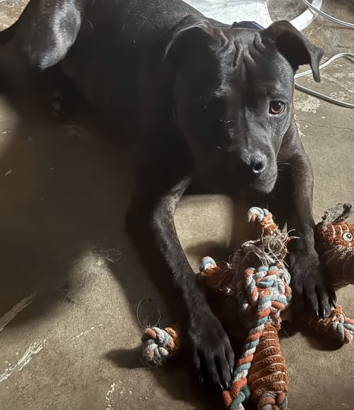 BOOMER GDP - Staffordshire Bull Terrier for adoption in Denton