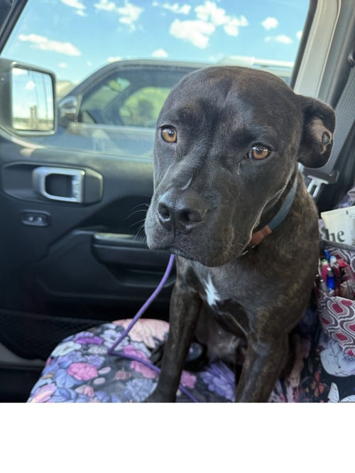 BOOMER GDP - Staffordshire Bull Terrier available for adoption