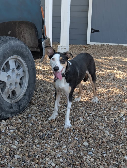 BLUE - Australian Shepherd for adoption in Denton