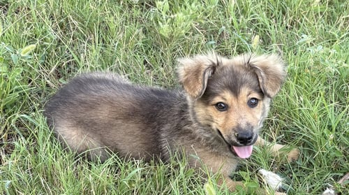 BRUNO - Corgi / Pomeranian available for adoption