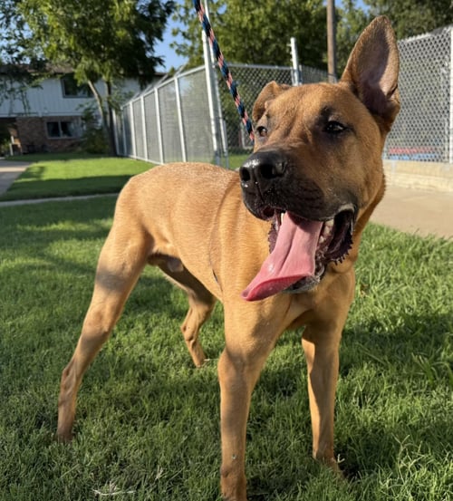 SCOOBY - Shepherd for adoption in Denton