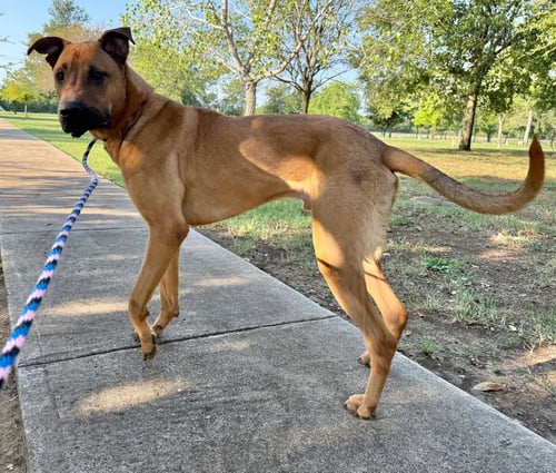 SCOOBY - Shepherd available for adoption