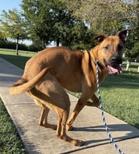 Scooby - Photo 3