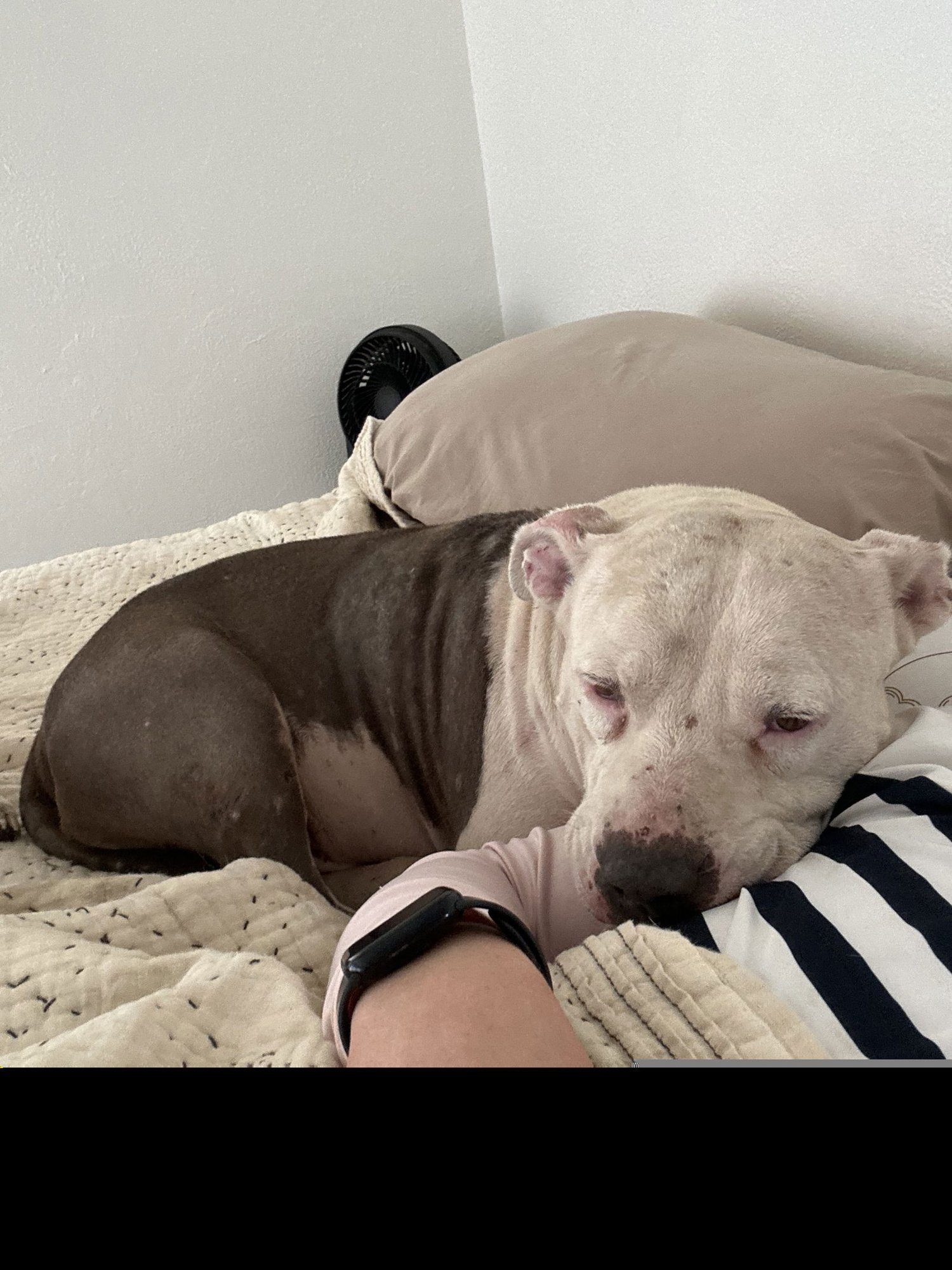 Piglet GDP - Photo 3