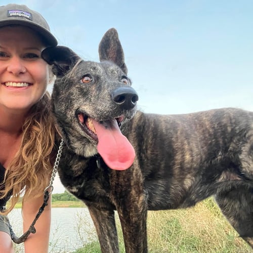 KENNEDY GDP - Dutch Shepherd available for adoption