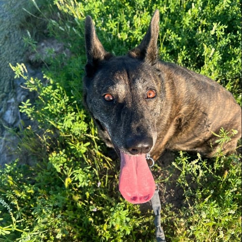 KENNEDY GDP - Dutch Shepherd for adoption in Denton