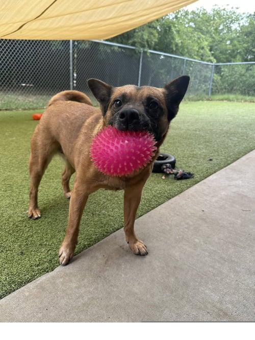 JINJER GDP - Chow Chow available for adoption