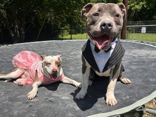 CARTER GDP - Pit Bull Terrier for adoption in Denton