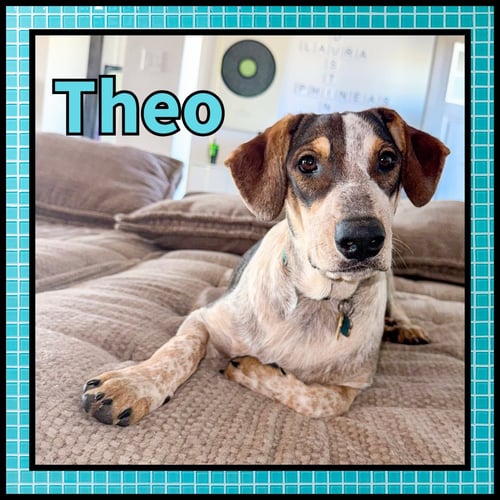 THEO GDP - Collie for adoption in Denton