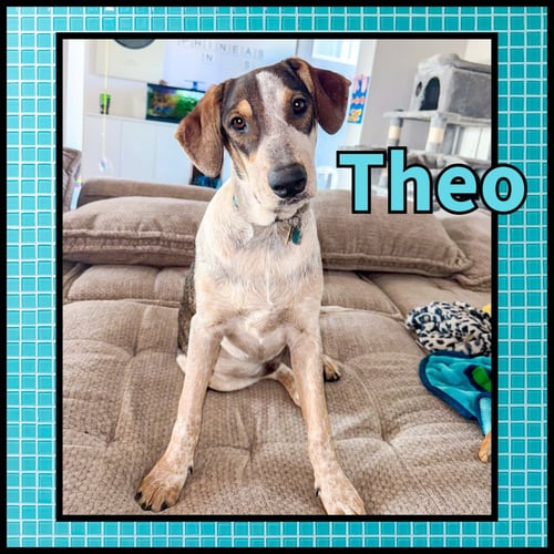 THEO GDP - Collie available for adoption