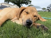 Shamrock - Photo 3