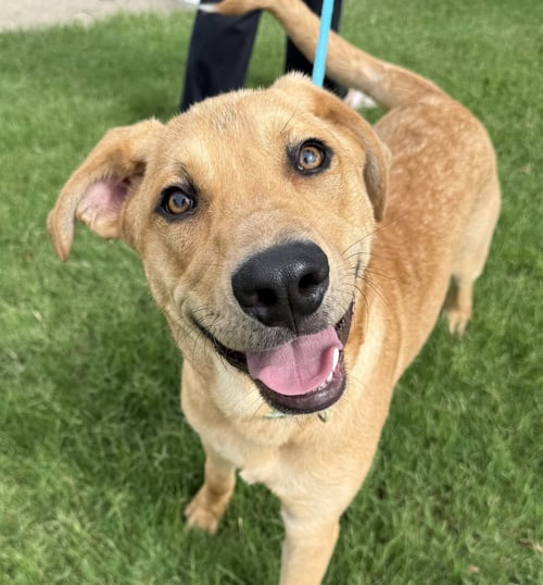 SHAMROCK - Great Pyrenees / Pit Bull Terrier for adoption in Denton