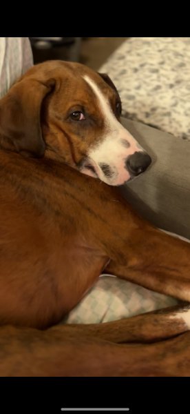 PASTEL GDP - Pit Bull Terrier for adoption in Denton