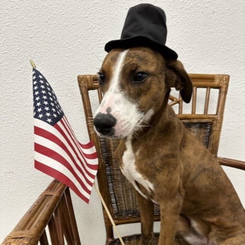 PASTEL GDP - Pit Bull Terrier available for adoption