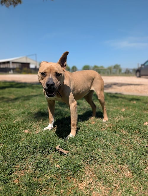 DARLING - Whippet / Black Mouth Cur available for adoption