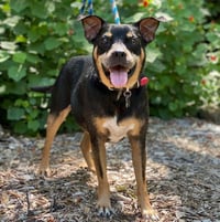 Roscoe - Photo 1