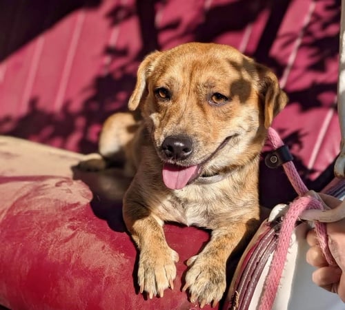 JOSIE - Dachshund / Corgi available for adoption